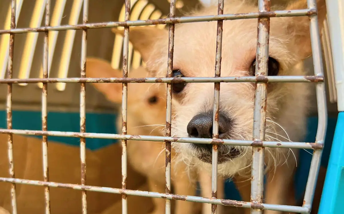 perros rescatados toluca